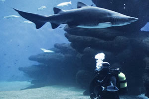 Diving with sharks in Palma Aquarium