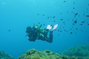 Diving in Palma